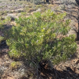 Eremophila freelingii at Tibooburra, NSW - 30 Aug 2022 09:53 AM