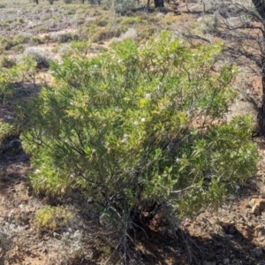 Eremophila freelingii at Tibooburra, NSW - 30 Aug 2022