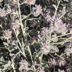 Ptilotus obovatus (Cotton Bush) at Tibooburra, NSW - 30 Aug 2022 by Darcy