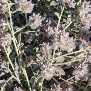 Ptilotus obovatus at Tibooburra, NSW - 30 Aug 2022