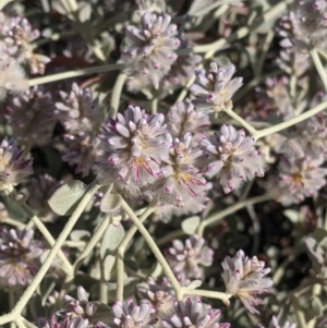 Ptilotus obovatus at Tibooburra, NSW - 30 Aug 2022