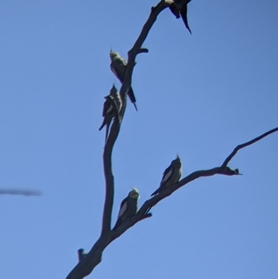 Nymphicus hollandicus (Cockatiel) at Tibooburra, NSW - 30 Aug 2022 by Darcy