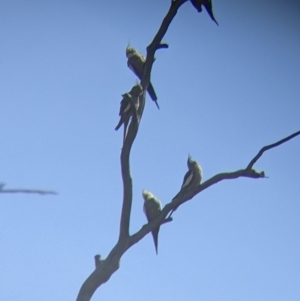 Nymphicus hollandicus at Tibooburra, NSW - 30 Aug 2022 10:46 AM