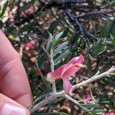 Eremophila maculata (Spotted Emu Bush, Spotted Fuchsia) at Sturt National Park - 30 Aug 2022 by Darcy