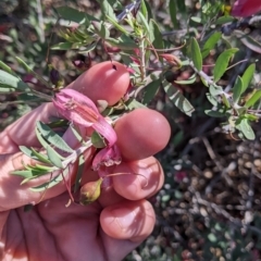 Eremophila maculata at Tibooburra, NSW - 30 Aug 2022 10:56 AM