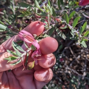 Eremophila maculata at Tibooburra, NSW - 30 Aug 2022 10:56 AM