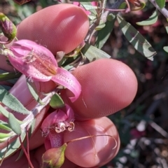 Eremophila maculata at Tibooburra, NSW - 30 Aug 2022 10:56 AM