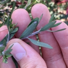 Eremophila maculata at Tibooburra, NSW - 30 Aug 2022