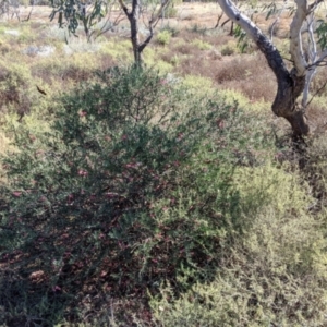 Eremophila maculata at Tibooburra, NSW - 30 Aug 2022 10:56 AM