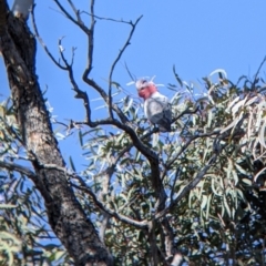 Eolophus roseicapilla (Galah) at Sturt National Park - 30 Aug 2022 by Darcy