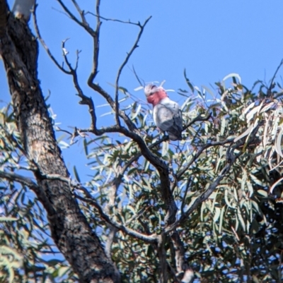 Eolophus roseicapilla (Galah) at Tibooburra, NSW - 30 Aug 2022 by Darcy