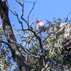 Eolophus roseicapilla at Tibooburra, NSW - 30 Aug 2022