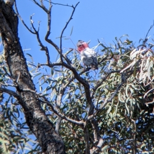 Eolophus roseicapilla at Tibooburra, NSW - 30 Aug 2022 10:56 AM