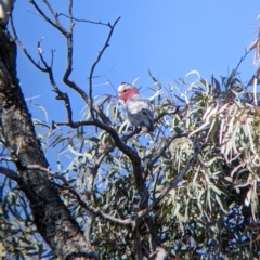 Eolophus roseicapilla at Tibooburra, NSW - 30 Aug 2022 10:56 AM