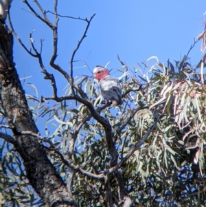 Eolophus roseicapilla at Tibooburra, NSW - 30 Aug 2022