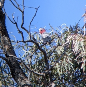 Eolophus roseicapilla at Tibooburra, NSW - 30 Aug 2022 10:56 AM