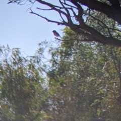 Petroica goodenovii (Red-capped Robin) at Sturt National Park - 30 Aug 2022 by Darcy