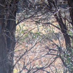 Petroica goodenovii at Tibooburra, NSW - 30 Aug 2022 11:07 AM