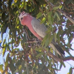 Eolophus roseicapilla (Galah) at Tibooburra, NSW - 30 Aug 2022 by Darcy