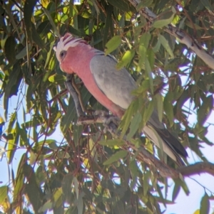 Eolophus roseicapilla at Tibooburra, NSW - 30 Aug 2022 12:05 PM