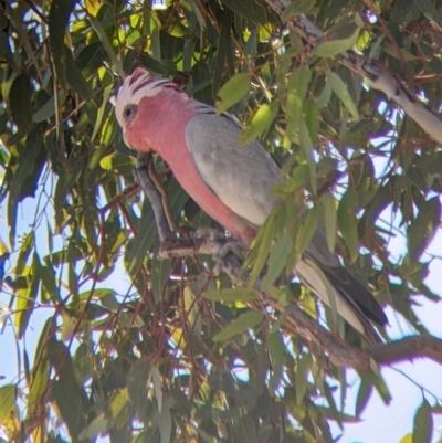 Eolophus roseicapilla (Galah) at Sturt National Park - 30 Aug 2022 by Darcy