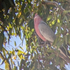 Eolophus roseicapilla at Tibooburra, NSW - 30 Aug 2022 12:05 PM