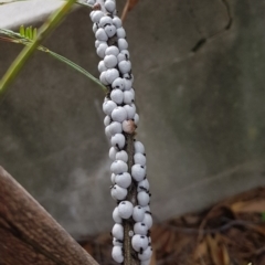 Cryptes baccatus (Wattle Tick Scale) at Namadgi National Park - 7 Sep 2022 by HappyWanderer