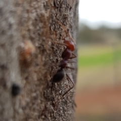 Iridomyrmex purpureus (Meat Ant) at Hackett, ACT - 8 Sep 2022 by HappyWanderer