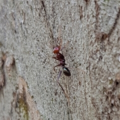 Iridomyrmex purpureus at Hackett, ACT - 8 Sep 2022