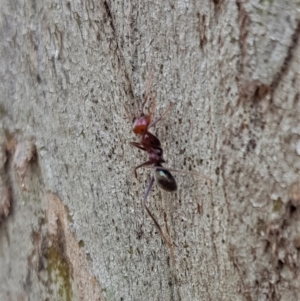 Iridomyrmex purpureus at Hackett, ACT - 8 Sep 2022 10:07 AM