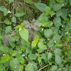 Solanum nigrum (Black Nightshade) at Mount Majura - 8 Sep 2022 by HappyWanderer