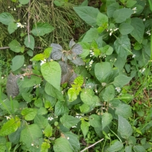 Solanum nigrum at Watson, ACT - 8 Sep 2022