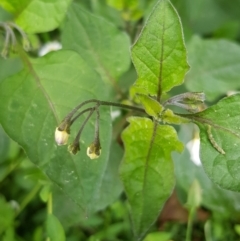 Solanum nigrum at Watson, ACT - 8 Sep 2022