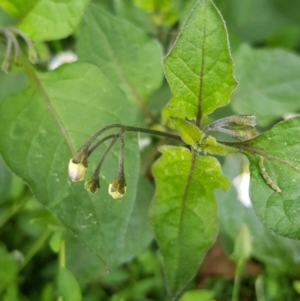 Solanum nigrum at Watson, ACT - 8 Sep 2022 10:17 AM