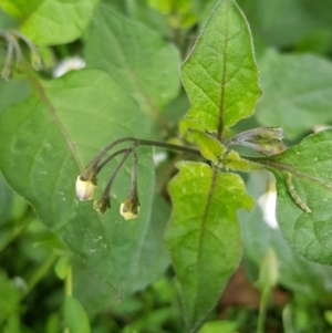 Solanum nigrum at Watson, ACT - 8 Sep 2022