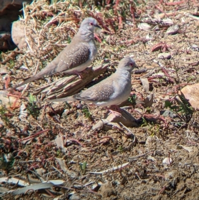 Geopelia cuneata (Diamond Dove) at Sturt National Park - 30 Aug 2022 by Darcy