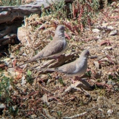 Geopelia cuneata at Tibooburra, NSW - 30 Aug 2022 12:10 PM