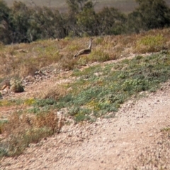 Ardeotis australis (Australian Bustard) at Sturt National Park - 30 Aug 2022 by Darcy