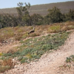 Ardeotis australis at Tibooburra, NSW - 30 Aug 2022