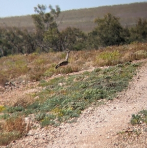 Ardeotis australis at Tibooburra, NSW - 30 Aug 2022