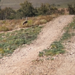 Ardeotis australis at Tibooburra, NSW - 30 Aug 2022 12:23 PM