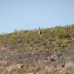 Ardeotis australis at Tibooburra, NSW - 30 Aug 2022