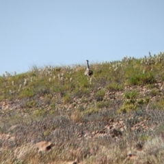 Ardeotis australis at Tibooburra, NSW - 30 Aug 2022 12:23 PM