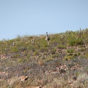 Ardeotis australis at Tibooburra, NSW - 30 Aug 2022