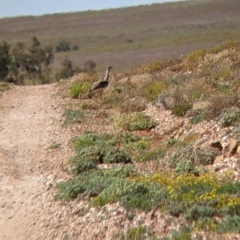 Ardeotis australis at Tibooburra, NSW - 30 Aug 2022
