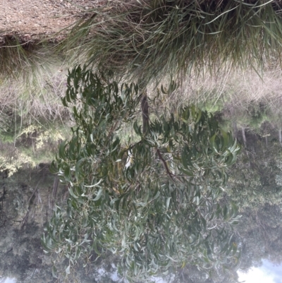Acacia melanoxylon (Blackwood) at Aranda Bushland - 8 Sep 2022 by lbradley