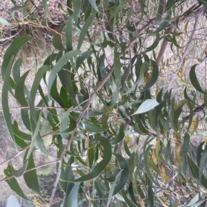 Acacia melanoxylon at Aranda, ACT - 8 Sep 2022