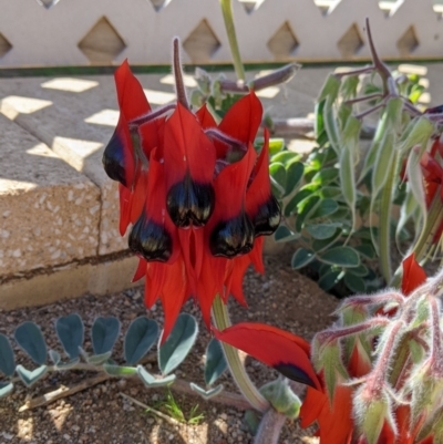 Swainsona formosa (Sturt's Desert Pea) at Tibooburra, NSW - 30 Aug 2022 by Darcy