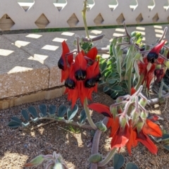 Swainsona formosa at Tibooburra, NSW - 30 Aug 2022