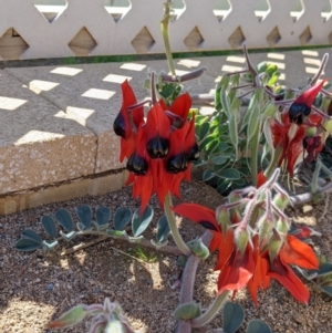 Swainsona formosa at Tibooburra, NSW - 30 Aug 2022 01:17 PM